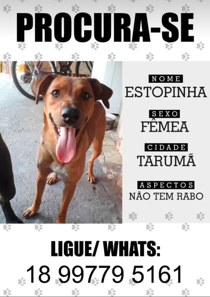 Procura-se a cachorrinha Estopinha